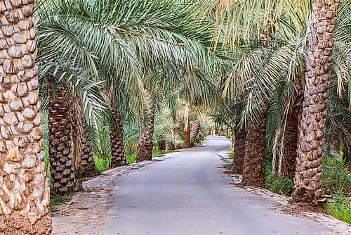 Middle East-Arabian Peninsula-Oman-Ad Dakhiliyah-Nizwa-Palm trees along a road in Nizwa-Oman Tropical Print